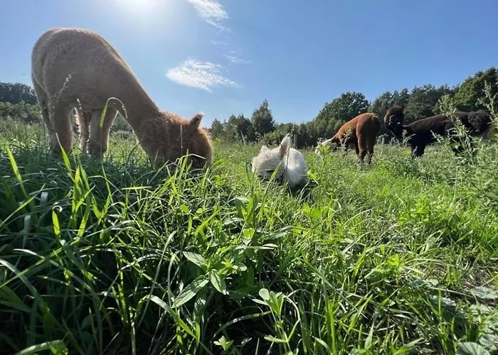 Zacisze Dom Do 10 Os Debowe Zacisze I Koral Lub Horyzont I Bryza Tatil Evi *